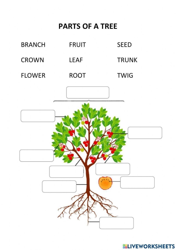 First grade science worksheet for identifying tree parts including stem and roots