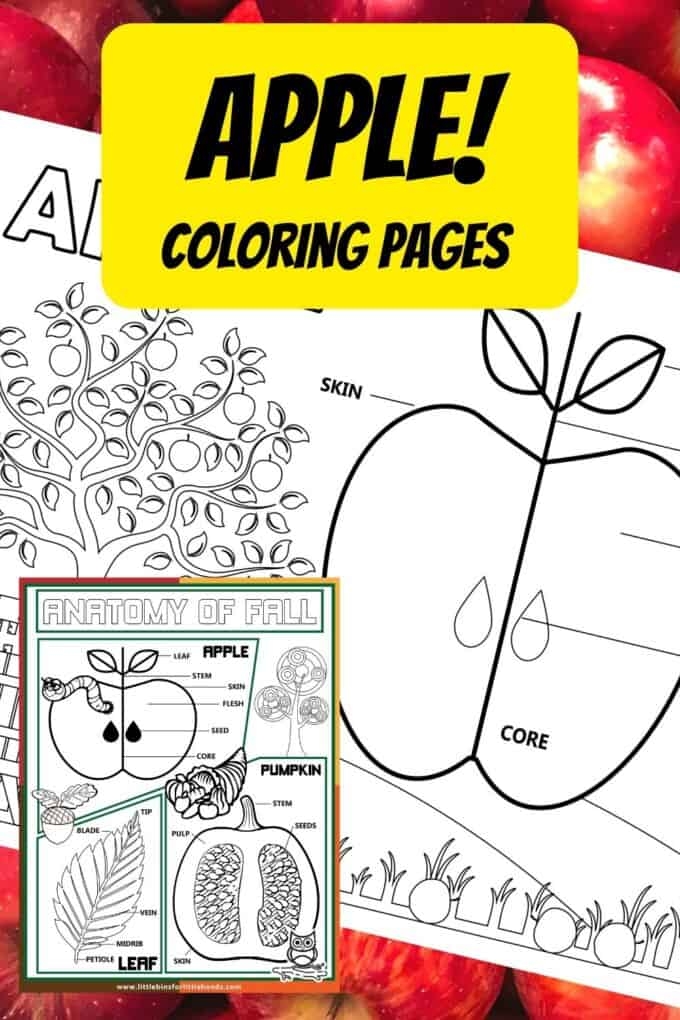 Interactive worksheet for second graders to learn about apple anatomy Diagram illustrating the various parts of an apple for educational purposes