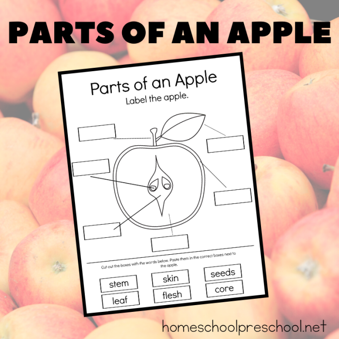 Educational illustration of the different sections of an apple for young learners Diagram of an apple's parts for a second-grade life science worksheet