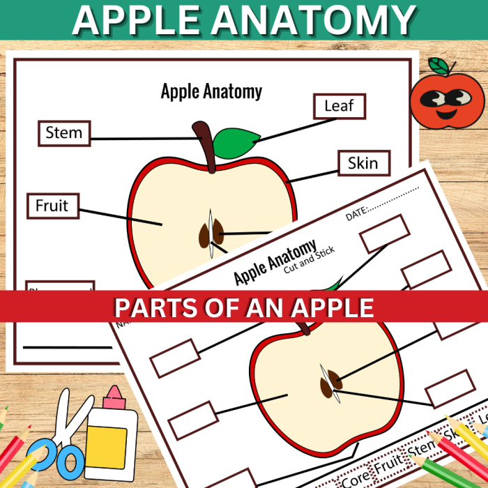 Illustration for the Parts of an Apple worksheet for second graders Diagram of an apple showing its various parts for educational purposes