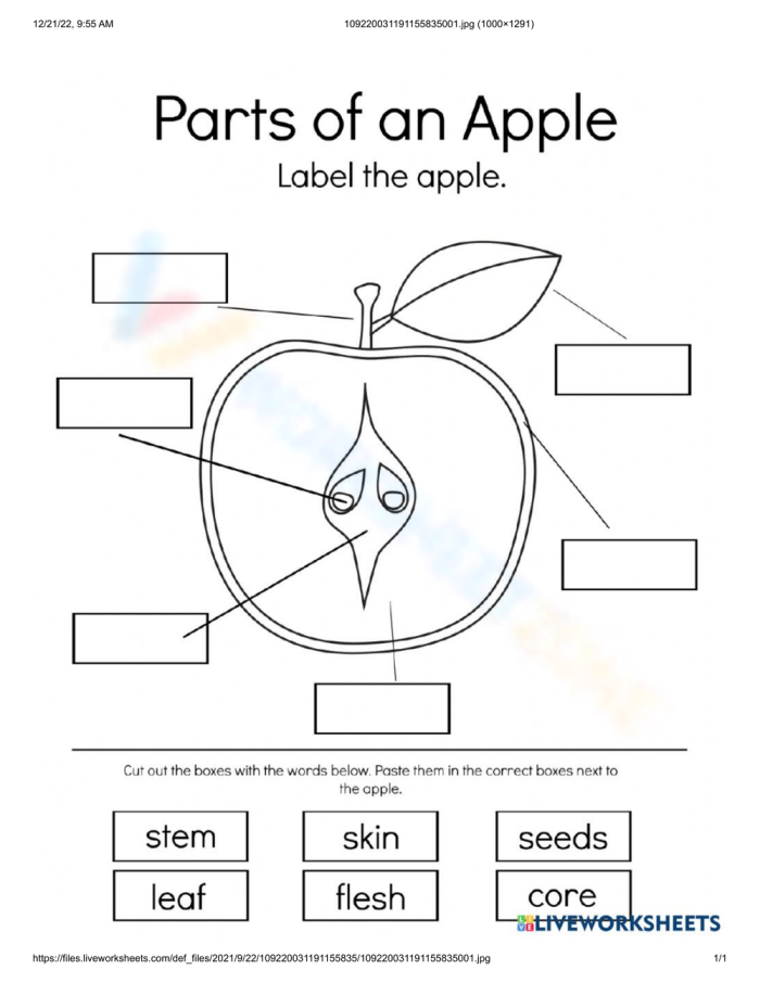Illustration of apple anatomy for second grade life science worksheet Diagram showing the various parts of an apple for educational purposes
