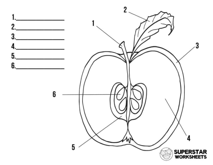 Geography worksheet for Second Grade Illustration of an apple diagram showcasing its different parts for educational purposes. Parts of an Apple worksheet for second graders in Geography class.