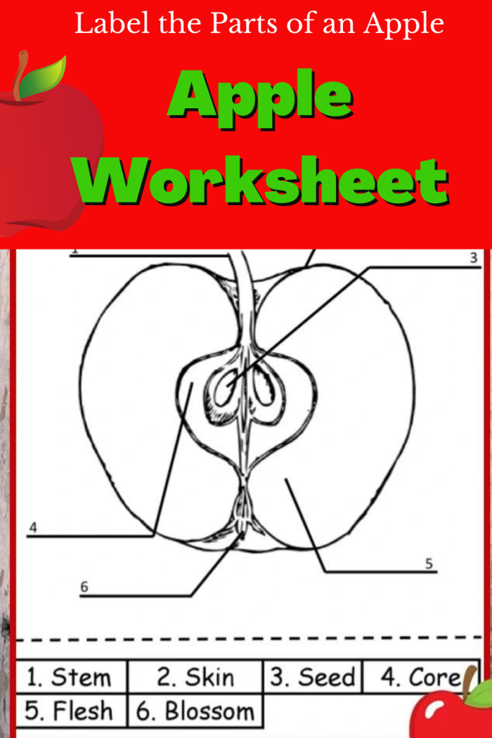 Educational worksheet for teaching the different parts of an apple Illustration of a Parts of an Apple worksheet for second graders
