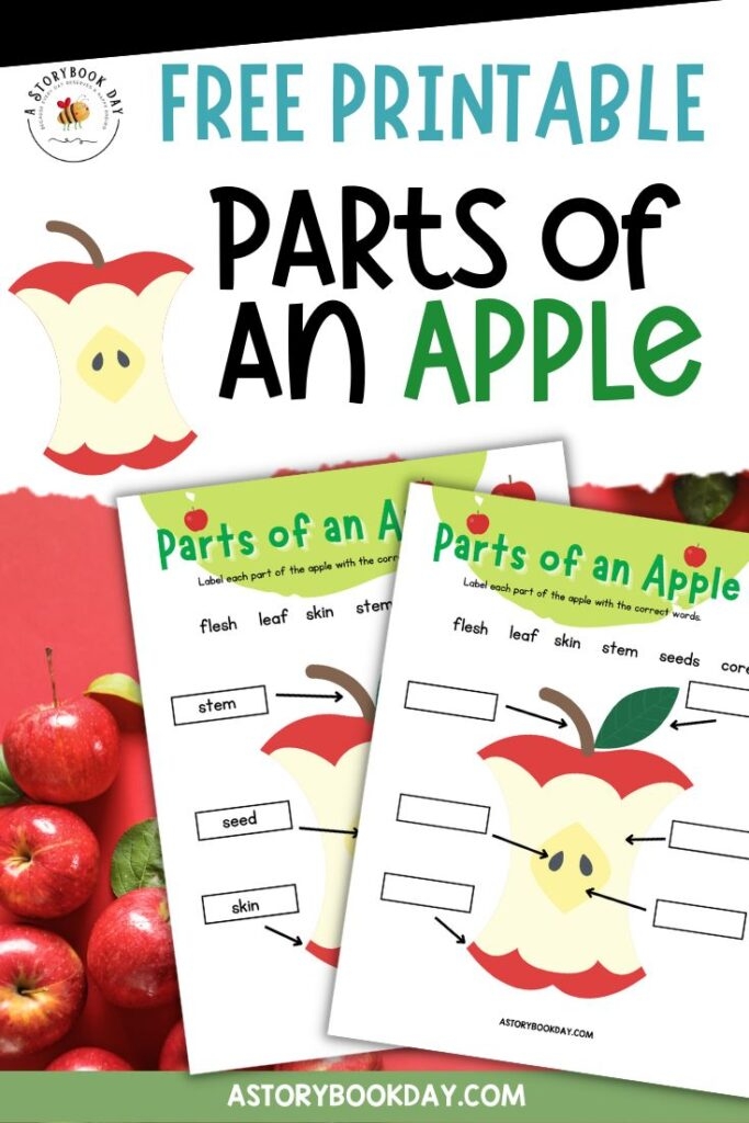 Educational worksheet illustrating the parts of an apple for second graders Diagram of an apple showing its various parts for educational purposes