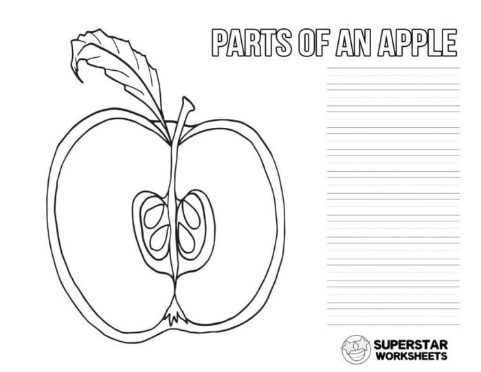 Engaging life science activity for young learners about apples Colorful worksheet illustrating the parts of an apple for second graders