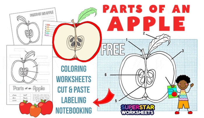 Illustration of apple anatomy for second grade life science worksheet Diagram showing the various parts of an apple for educational purposes