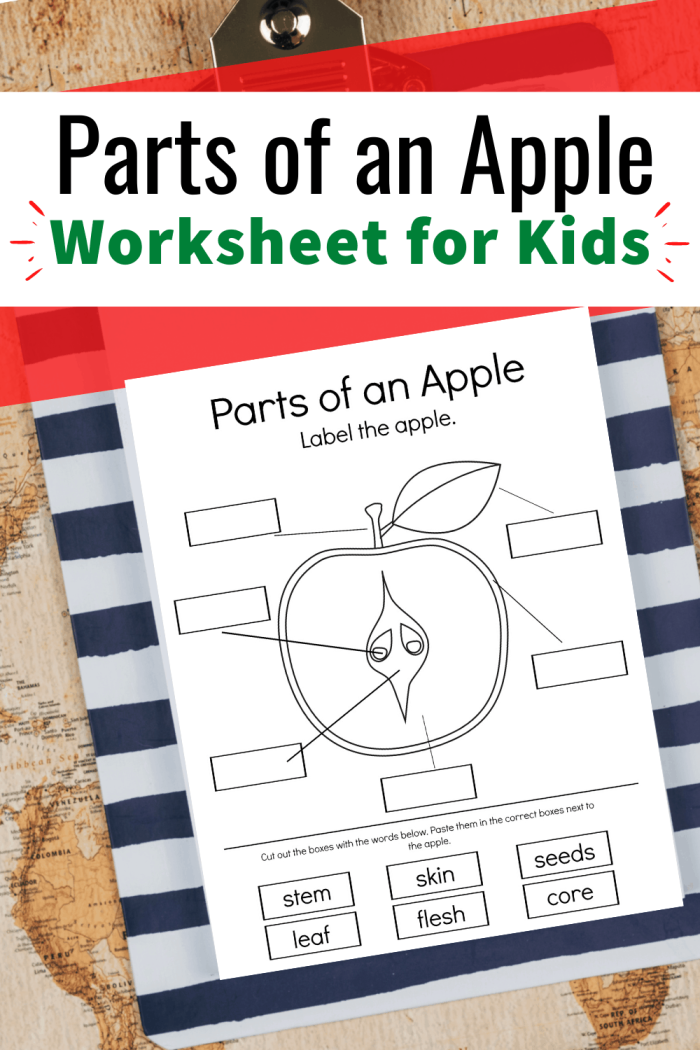 Educational worksheet on apple anatomy for second graders Diagram illustrating the different parts of an apple for a worksheet