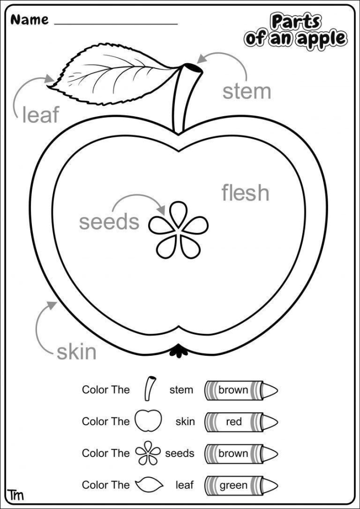 Educational worksheet on the components of an apple for second graders Diagram illustrating the various parts of an apple for educational purposes