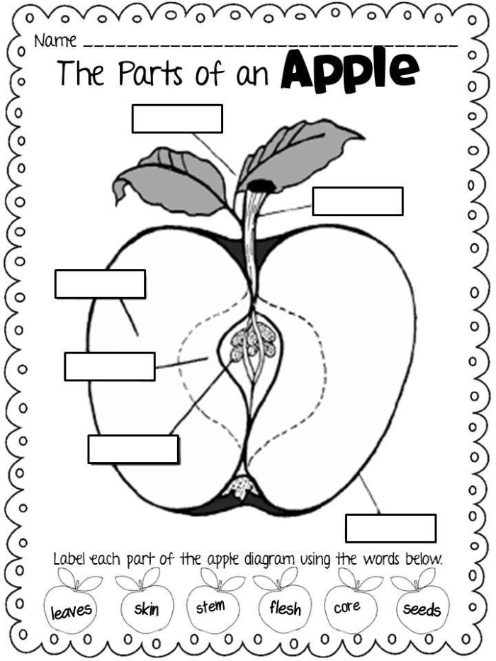 Illustration of apple anatomy for second-grade life science lesson Diagram showing the different parts of an apple for educational purposes