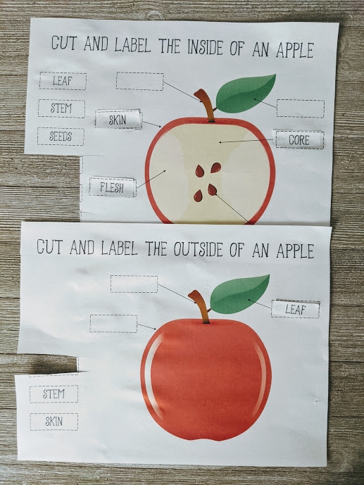 Educational image for learning the parts of an apple in a geography context Illustration of an apple labeled with its various parts for a second-grade worksheet