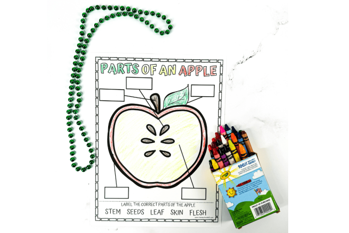 Educational worksheet on the parts of an apple for young learners Illustration of an apple with labeled parts for a second-grade worksheet