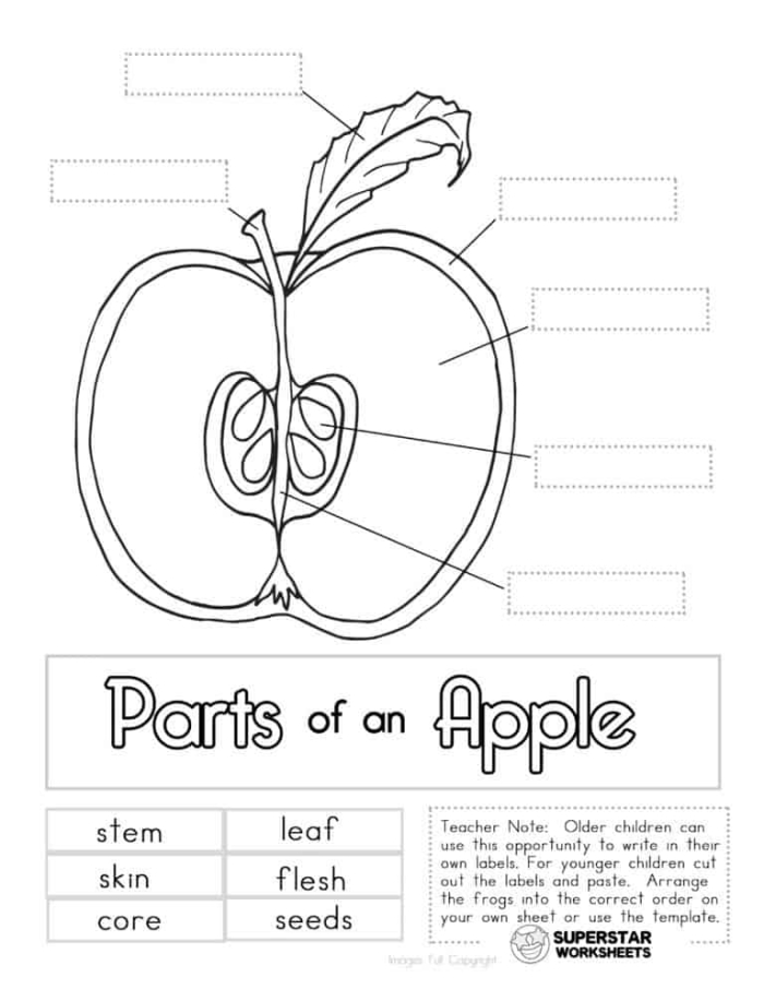Interactive worksheet on apple anatomy for second graders Diagram illustrating the various parts of an apple for educational purposes