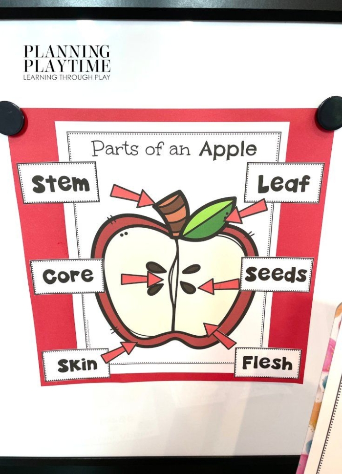 Worksheet on the components of an apple for second-grade geography lessons Diagram illustrating the various parts of an apple for educational purposes