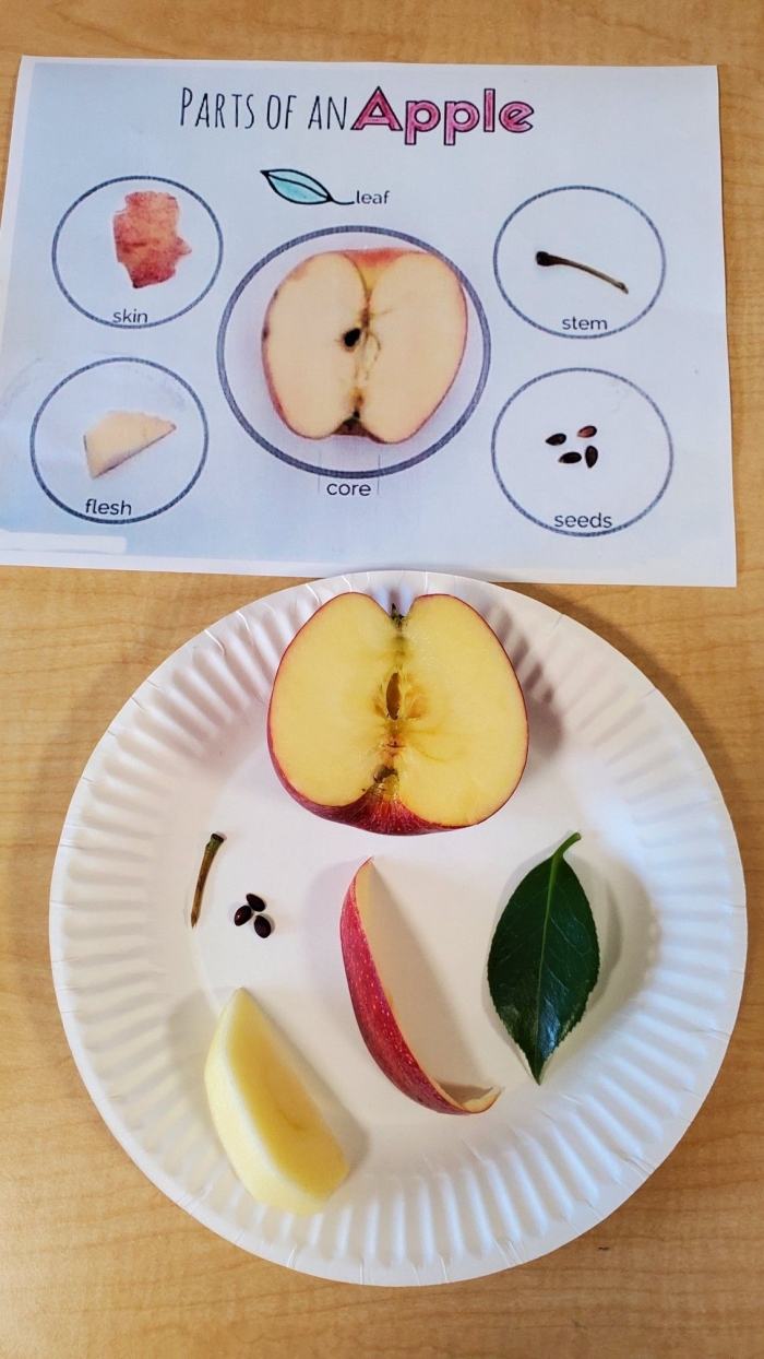 Interactive worksheet for second graders on apple anatomy Diagram showing the parts of an apple for educational purposes