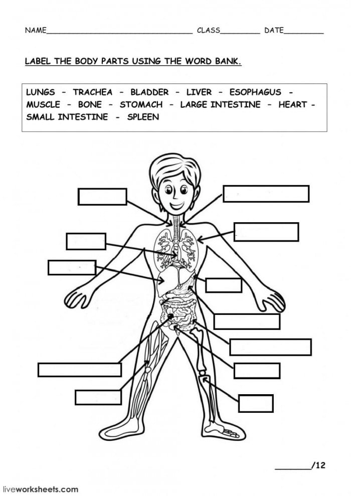 First grade student completing a labeled anatomy exercise for parts of the human body worksheet 7