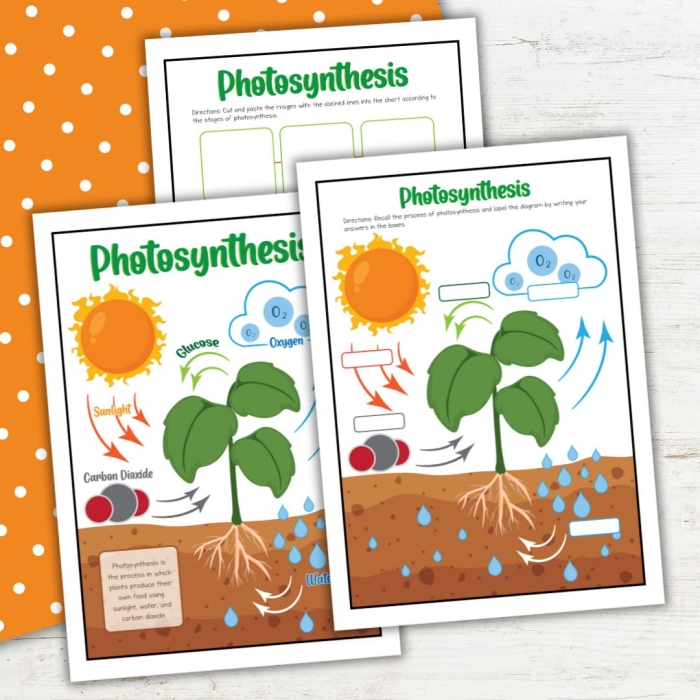 Photosynthesis for Kids Science Worksheet Lesson 8 First grade worksheet explaining how plants use sunlight to create energy during photosynthesis