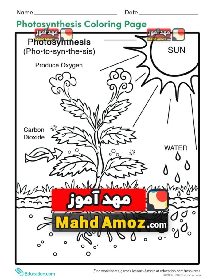 Coloring page worksheet illustrating photosynthesis for first graders