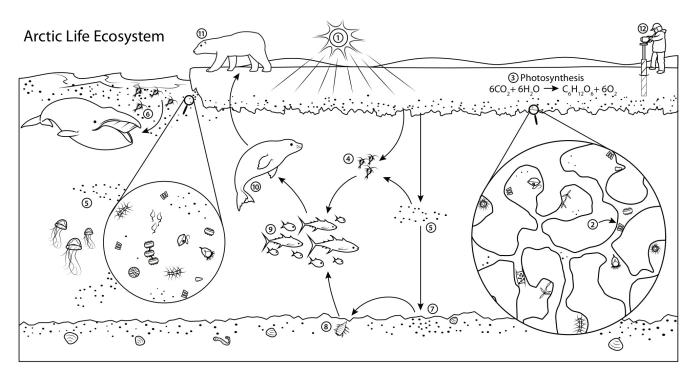 Photosynthesis coloring page worksheet designed for first graders to learn through creativity
