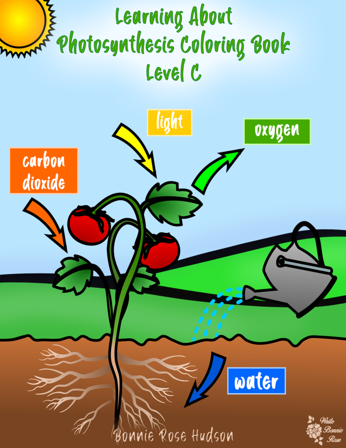 Photosynthesis coloring page worksheet for first graders featuring a simple diagram
