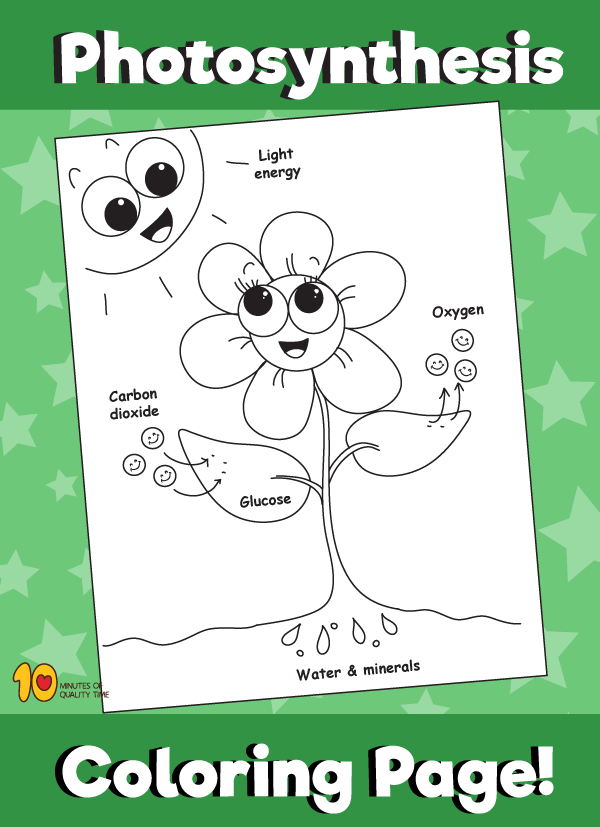 Coloring page worksheet illustrating the process of photosynthesis for first graders