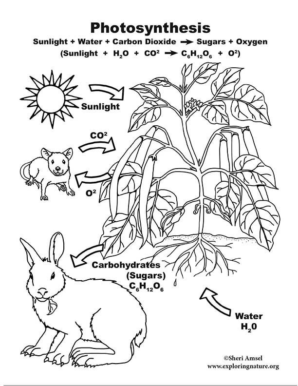 First grade photosynthesis coloring page worksheet illustrating plant growth and multiplication math