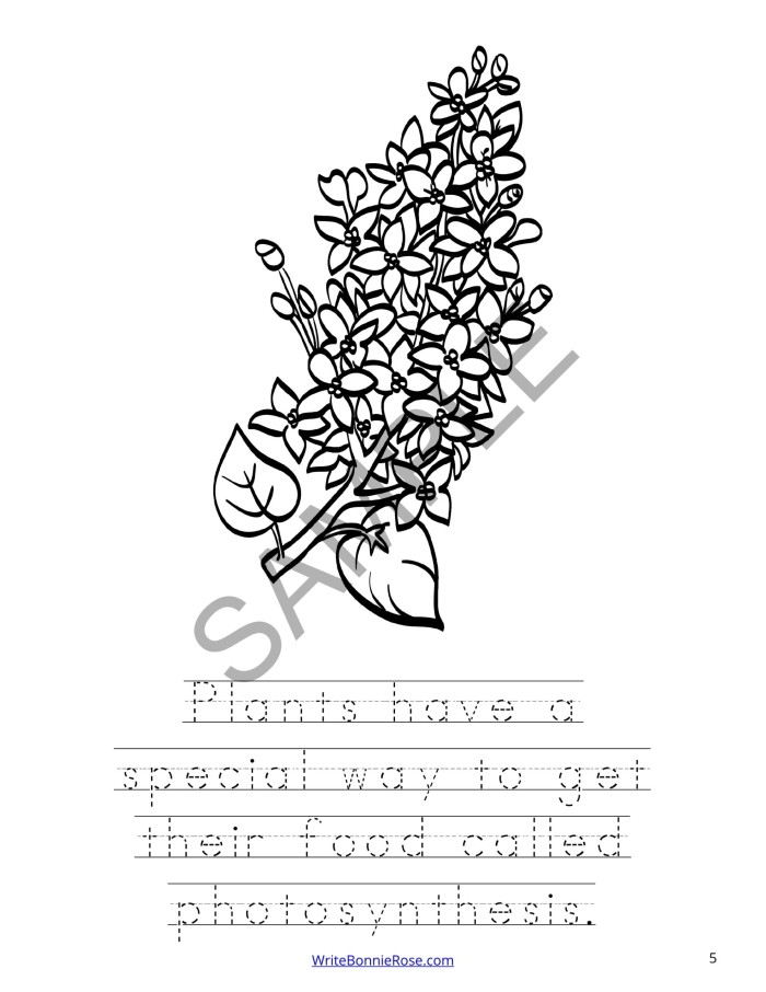 Photosynthesis coloring page worksheet designed for first graders to learn through art