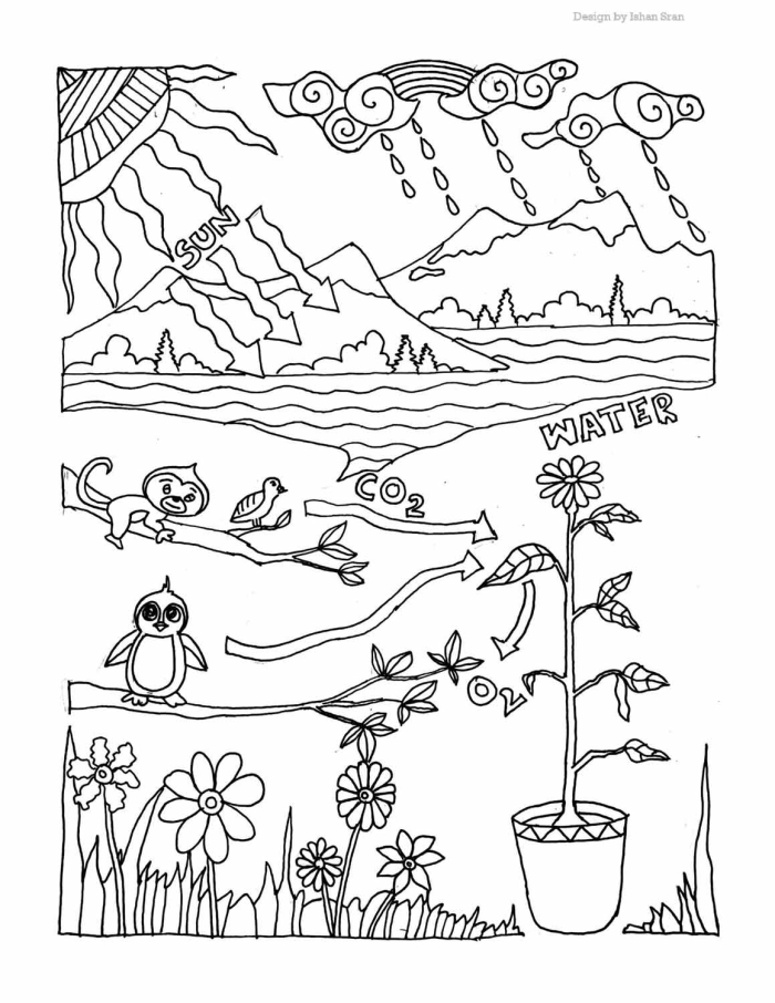Photosynthesis coloring page worksheet for first graders featuring a simple diagram