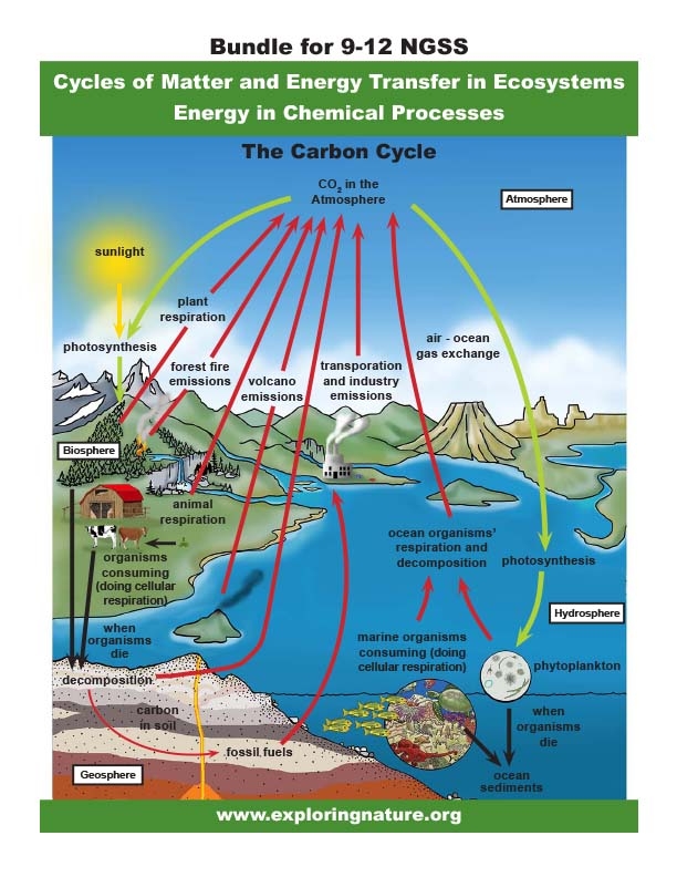 Worksheet illustrating photosynthesis and energy flow for sixth graders