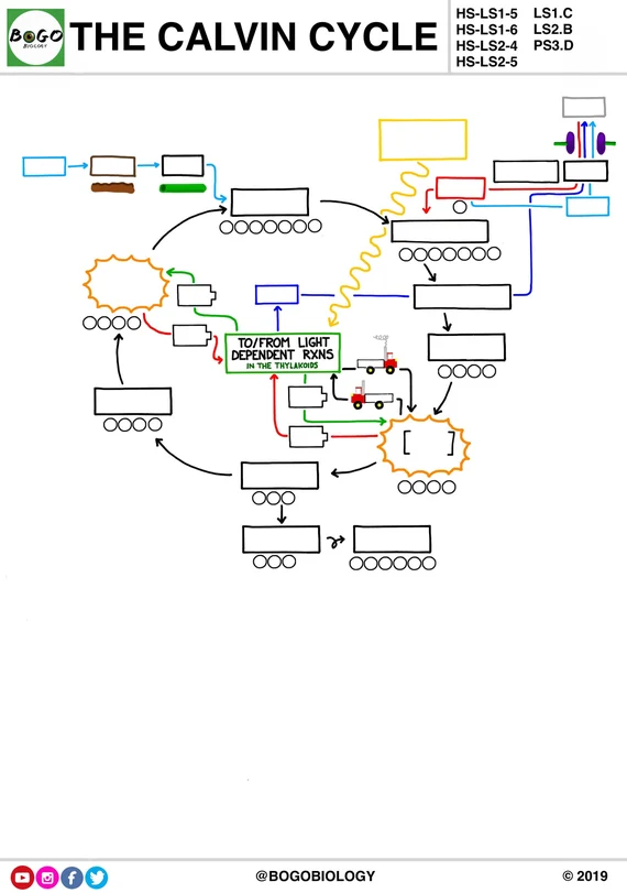 Photosynthesis worksheet for sixth graders focusing on matter and energy cycles