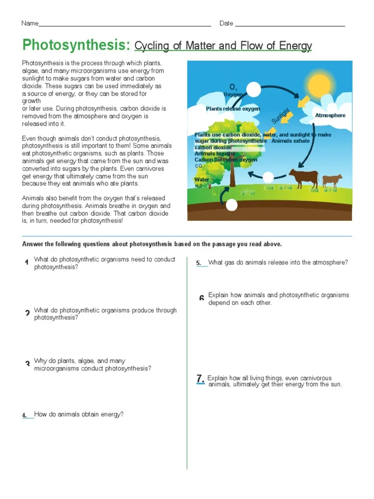 Worksheet illustrating photosynthesis and the cycling of matter and energy for sixth graders