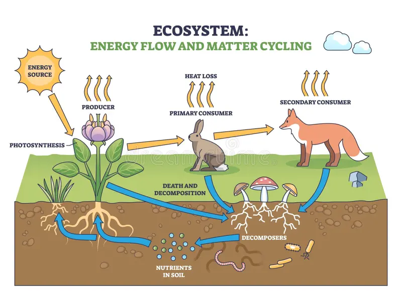 Worksheet illustrating photosynthesis and energy flow for sixth graders