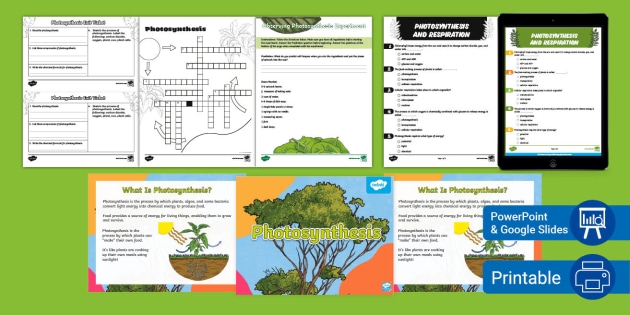 Worksheet on photosynthesis explaining matter and energy cycling for sixth graders
