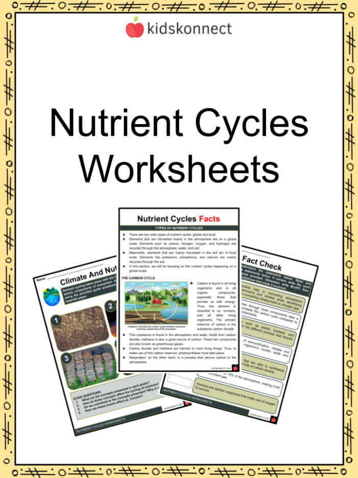 Sixth grade science worksheet focused on the cycle of energy and matter during photosynthesis