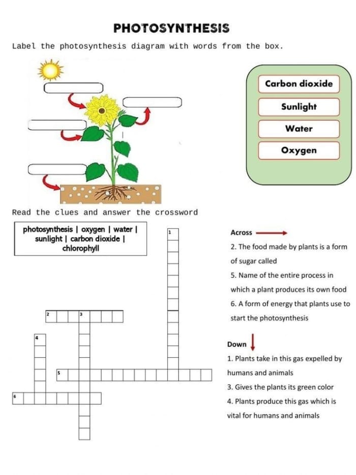 Worksheet for second graders about photosynthesis with fill-in-the-blanks activities