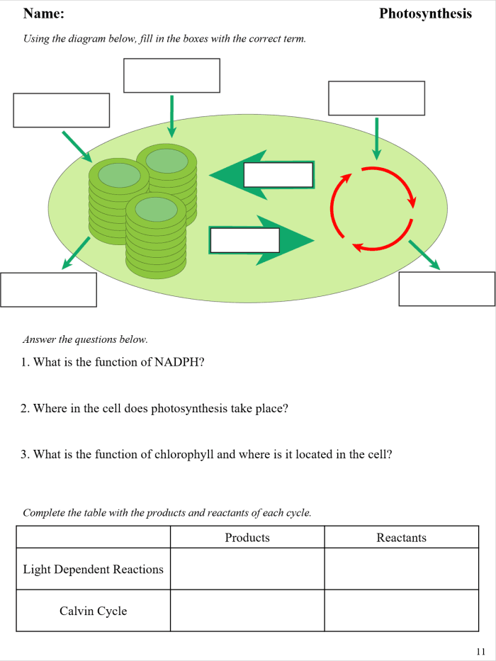 Worksheet for second graders on the topic of photosynthesis with fill-in-the-blank activities