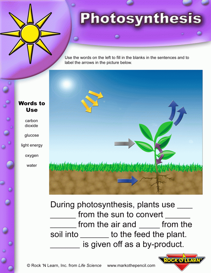Second grade life science worksheet about how plants perform photosynthesis with fill-in-the-blank questions