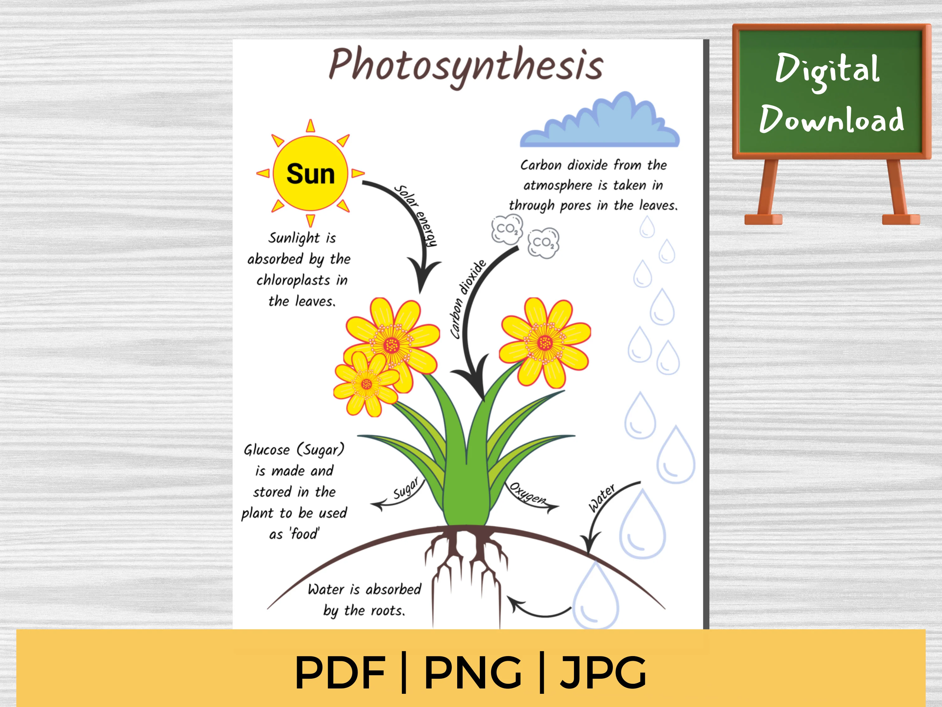 Photosynthesis for Kids worksheet illustrating plant energy science for first graders First grade student worksheet explaining how plants make food through photosynthesis