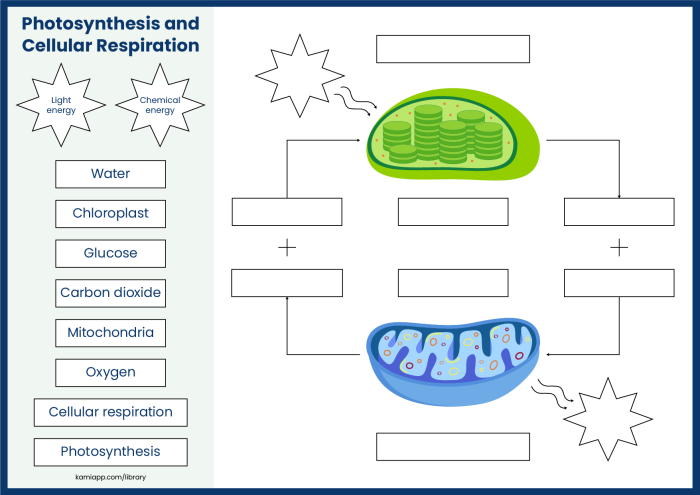 Photosynthesis for Kids Science Worksheet for First Grade Students A colorful first grade worksheet explaining how plants use sunlight to create food for photosynthesis