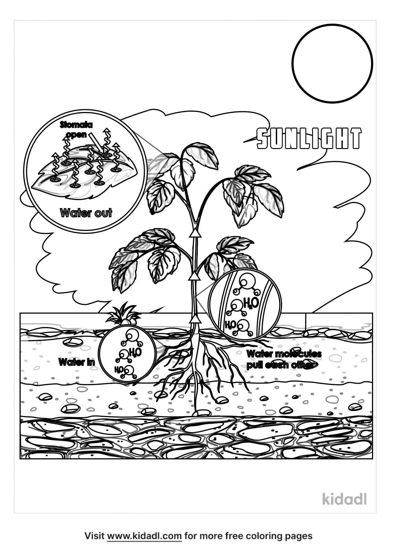 First grade photosynthesis coloring page worksheet with a simple plant diagram