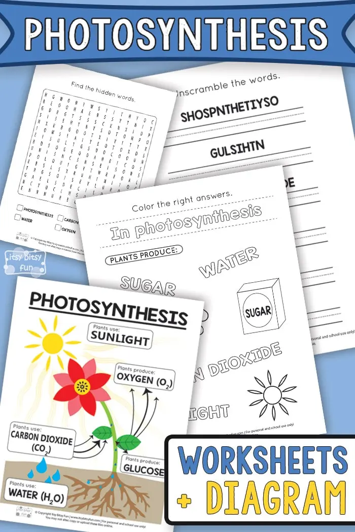Photosynthesis for Kids Learning Activity Worksheet 24 First grade worksheet showing how plants make their own food through photosynthesis