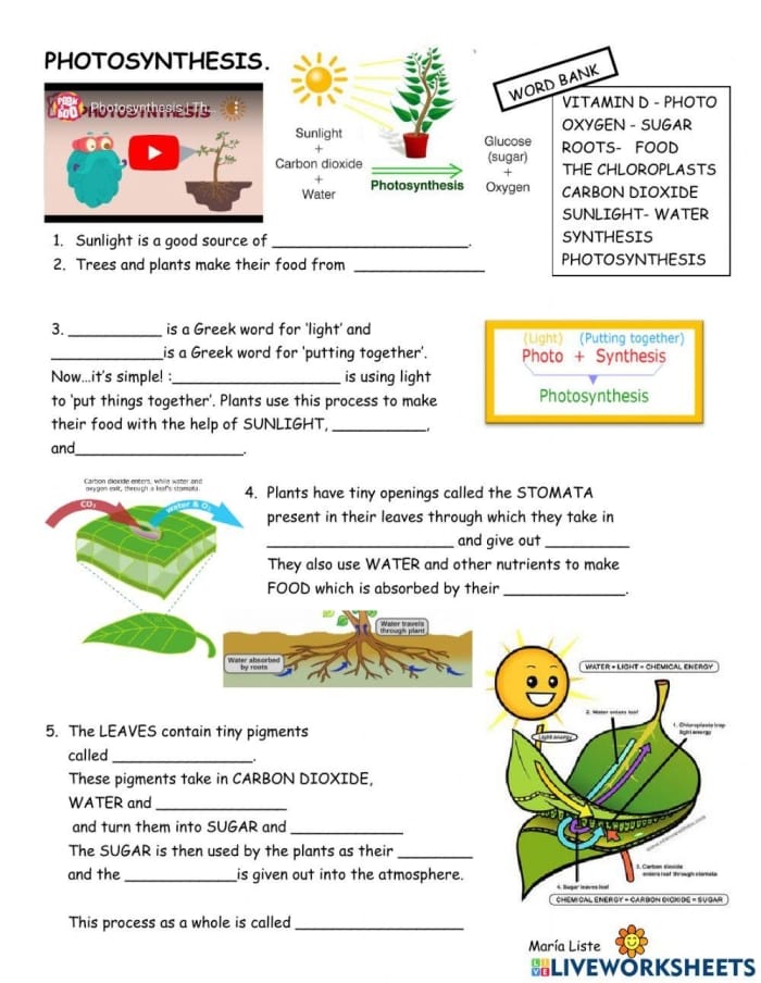 Worksheet illustrating the process of photosynthesis for second graders to complete