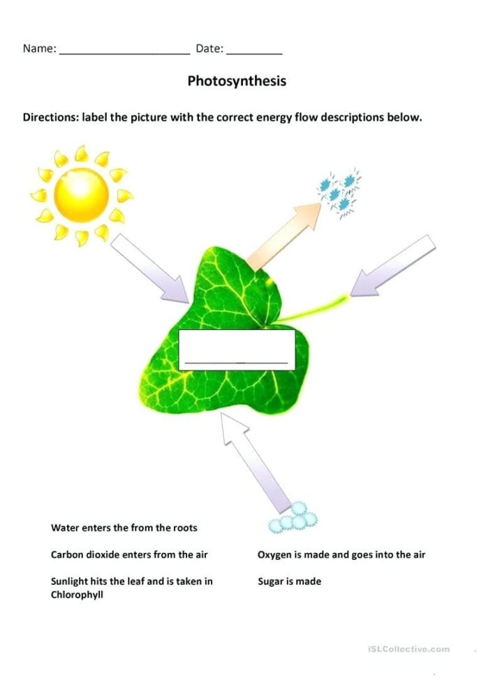 First grade science worksheet featuring a photosynthesis diagram to color