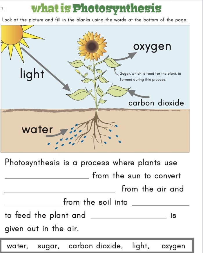 Second grade life science worksheet about how plants use sunlight for photosynthesis with fill in the blank spaces