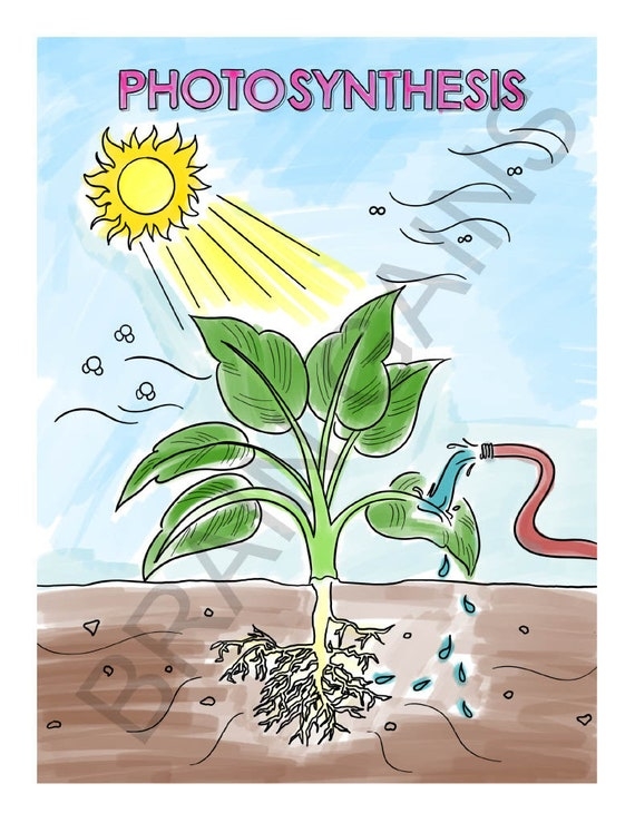 First grade coloring page illustrating the process of photosynthesis with a simple diagram for kids. Photosynthesis Coloring Page Worksheet for First Graders.