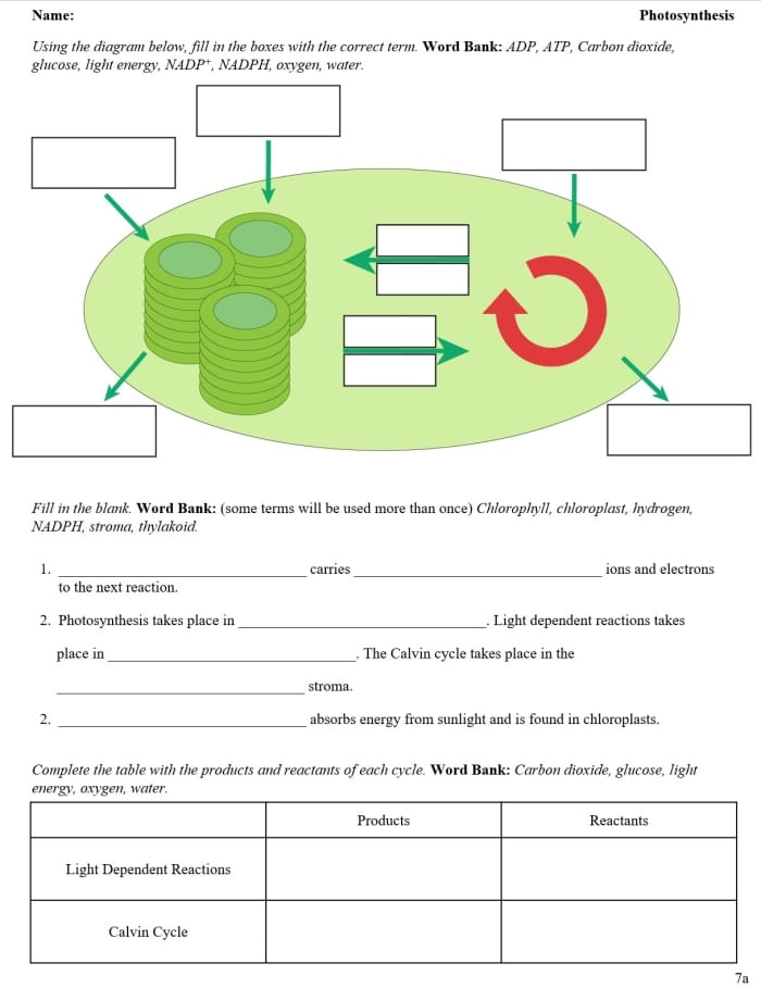 Second grade life science worksheet about photosynthesis with fill in the blanks
