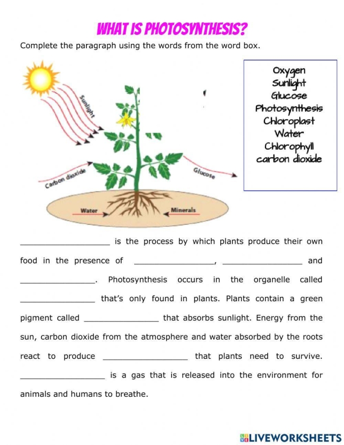 Fifth grade photosynthesis fill-in-the-blank worksheet for life science review 24