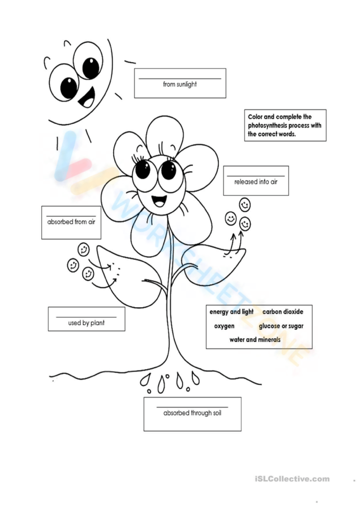 Fifth grade photosynthesis fill-in-the-blank worksheet with a helpful word bank for life science test preparation