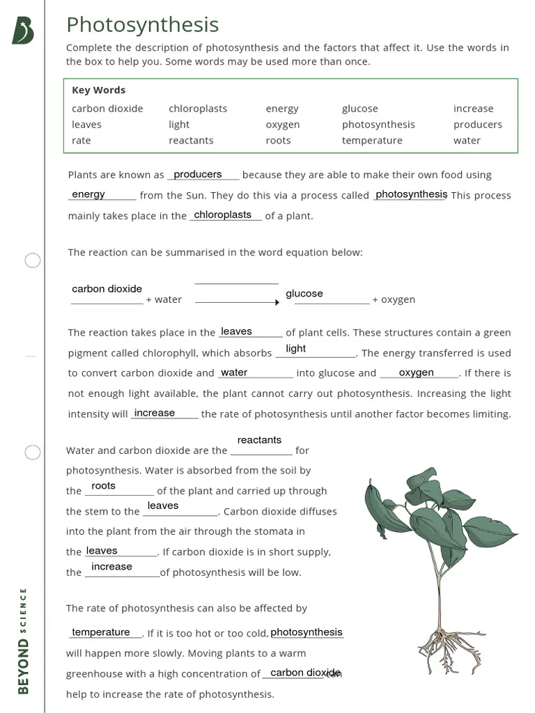 Photosynthesis fill-in-the-blank worksheet for fifth graders with a word bank for life science study