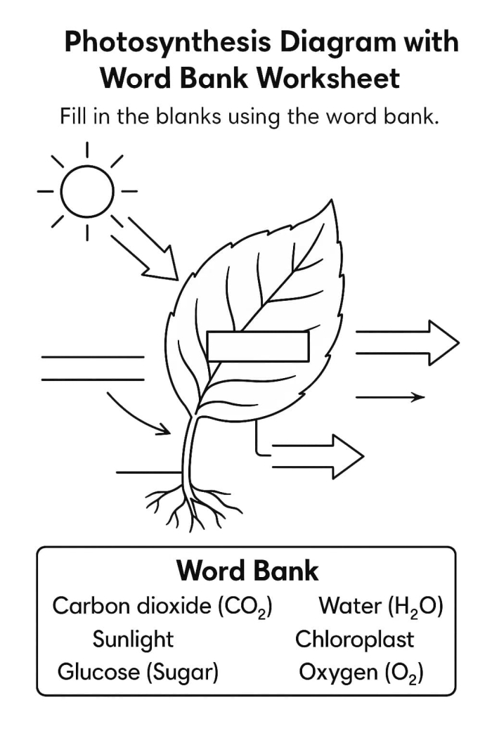 Fifth grade student completing a photosynthesis fill-in-the-blank science worksheet