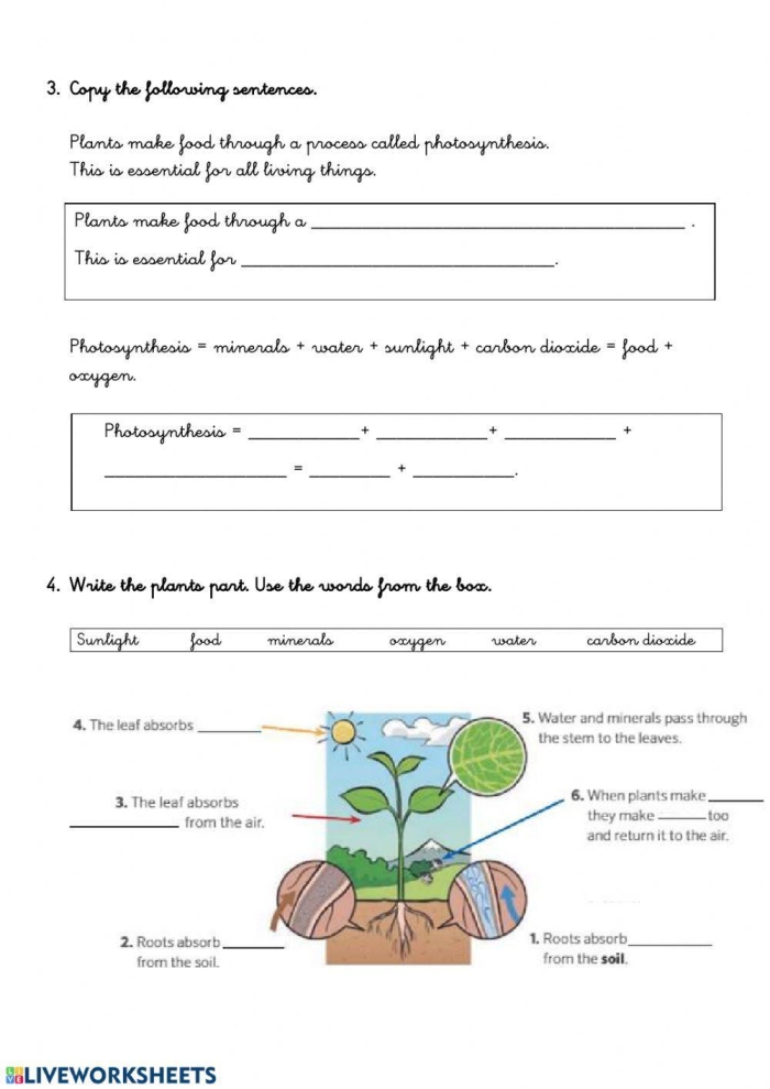 Fifth grade science student completing a photosynthesis fill-in-the-blank worksheet exercise